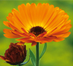 Lutein